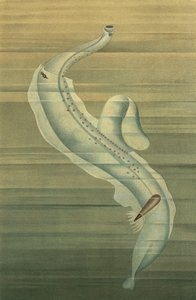 翼気管 作： European School